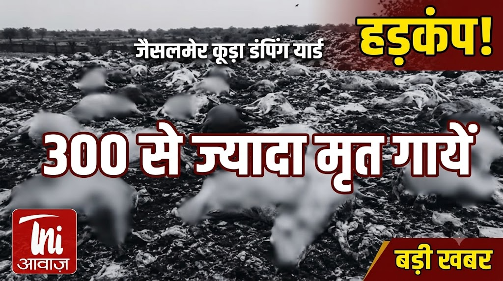 जैसलमेर में कूड़ा डंपिंग यार्ड में 300 से ज्यादा मृत गायें मिलने से हड़कंप