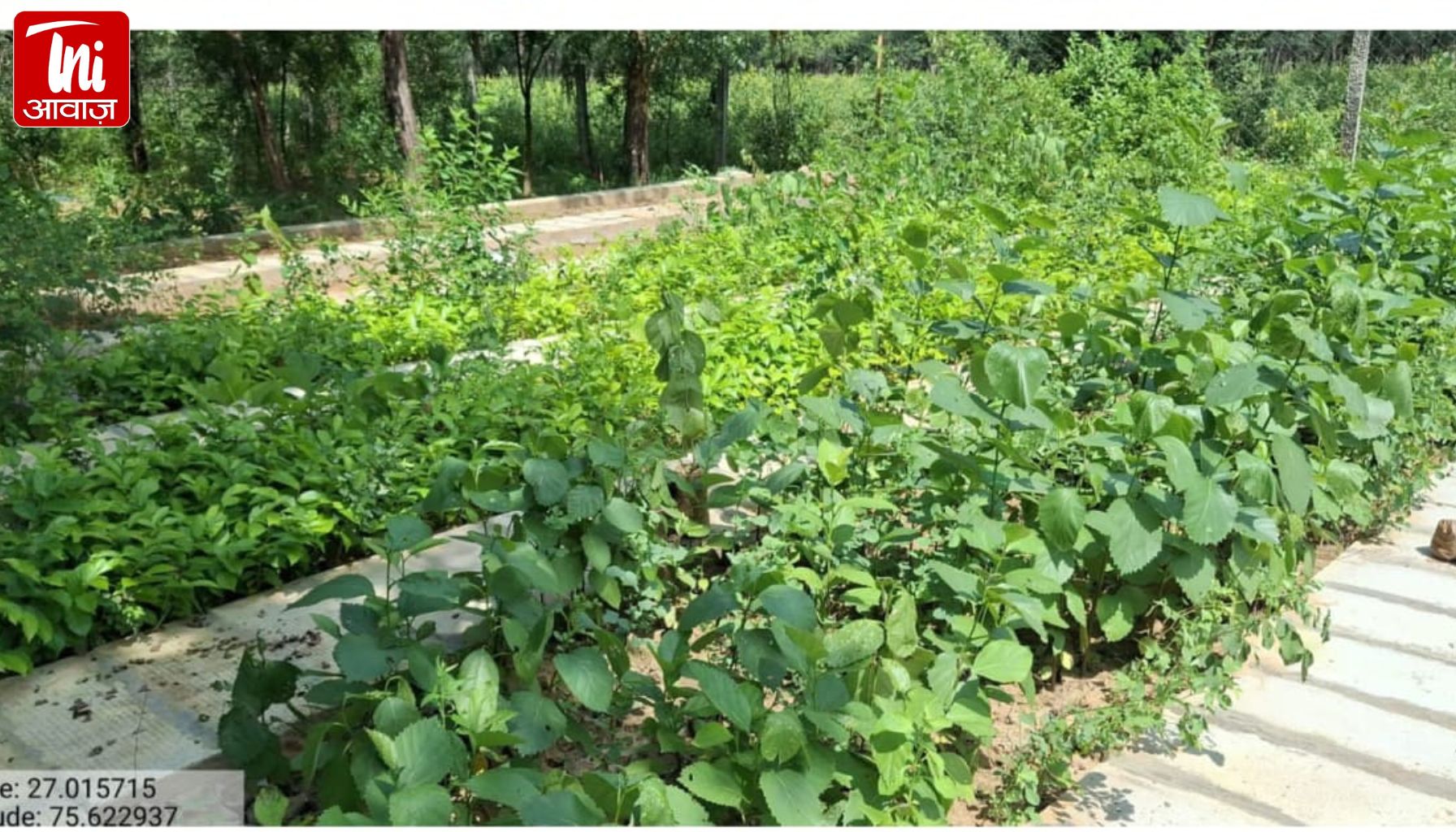 जयपुर में पर्यावरण और ग्रामीण अर्थव्यवस्था की नई पहचान: लिसोड़ा संरक्षण अभियान से बन रहा पंच गौरव का मॉडल