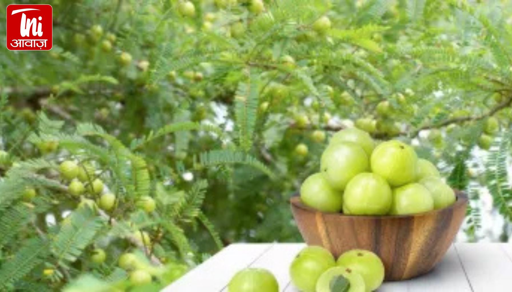 13 फरवरी को जयपुर में आंवला महाकुंभ: 700 से ज्यादा किसान-उद्यमी जुटेंगे, ‘एक जिला–एक उपज’ को मिलेगा बड़ा बाजार