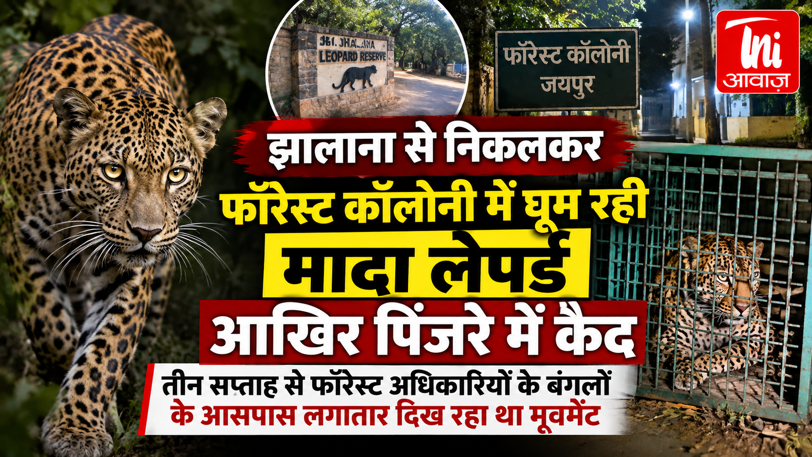 झालाना से फॉरेस्ट कॉलोनी में पहुंची मादा लेपर्ड पिंजरे में कैद, 3 सप्ताह से अधिकारियों के बंगलों के आसपास था मूवमेंट