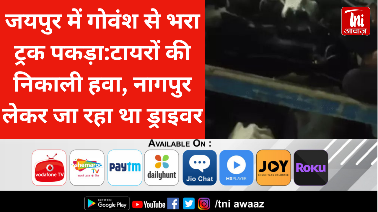 जयपुर में गोवंश से भरा ट्रक पकड़ा:टायरों की निकाली हवा, नागपुर लेकर जा रहा था ड्राइवर