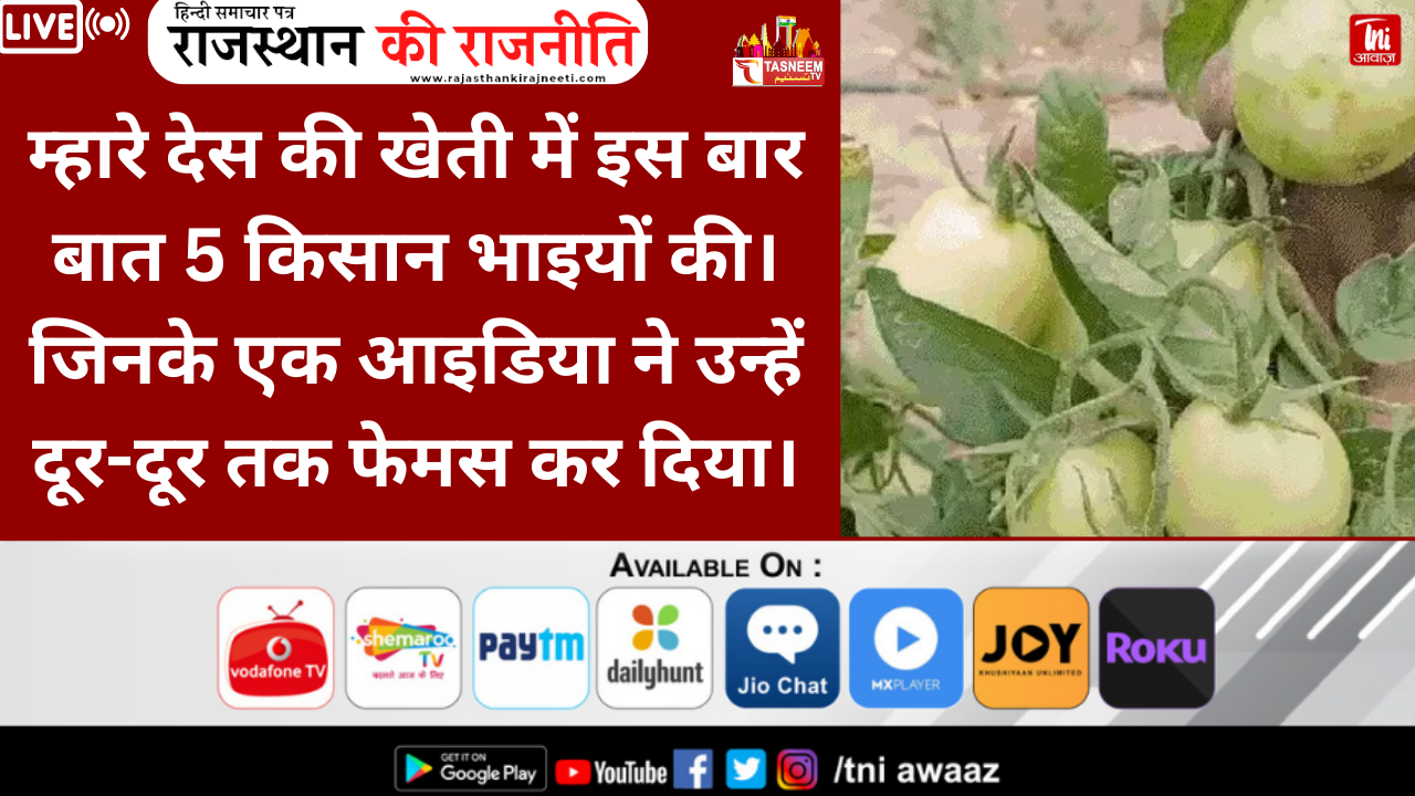 1 रुपए का पौधा, सालाना कमाई 40 लाख से ज्यादा:5 भाइयों ने तैयार की हाईब्रिड सब्जी की पौध, डेली 40 हजार प्लांट की बिक्री