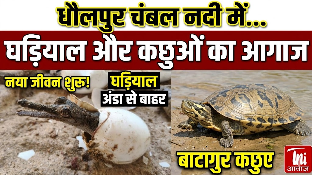 धौलपुर चंबल नदी में घड़ियाल और बाटागुर कछुओं का नए जीवन का आगाज