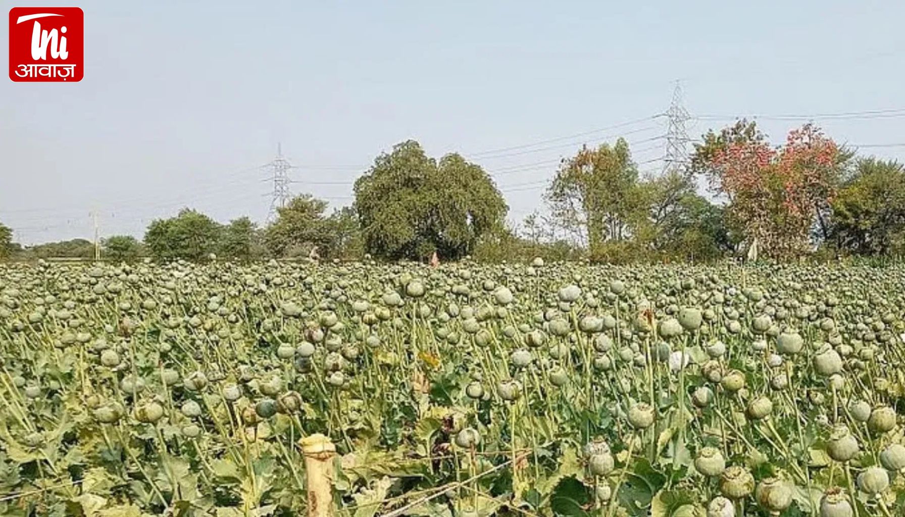 प्याज के खेत में छिपी अफीम की खेती का भंडाफोड़: जयपुर में 363 पौधे जब्त, चीरा लगाकर निकाला जा रहा था ‘दूध’