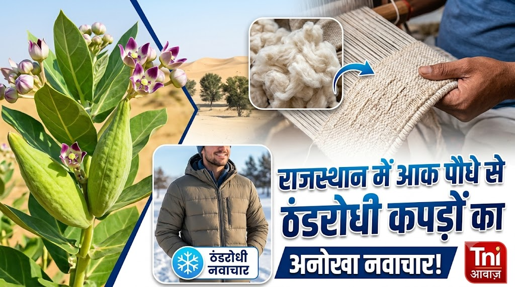 राजस्थान में आक पौधे से ठंडरोधी कपड़ों का अनोखा नवाचार