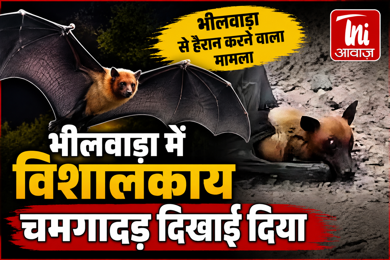 भीलवाड़ा में विशालकाय चमगादड़ दिखाई दिया