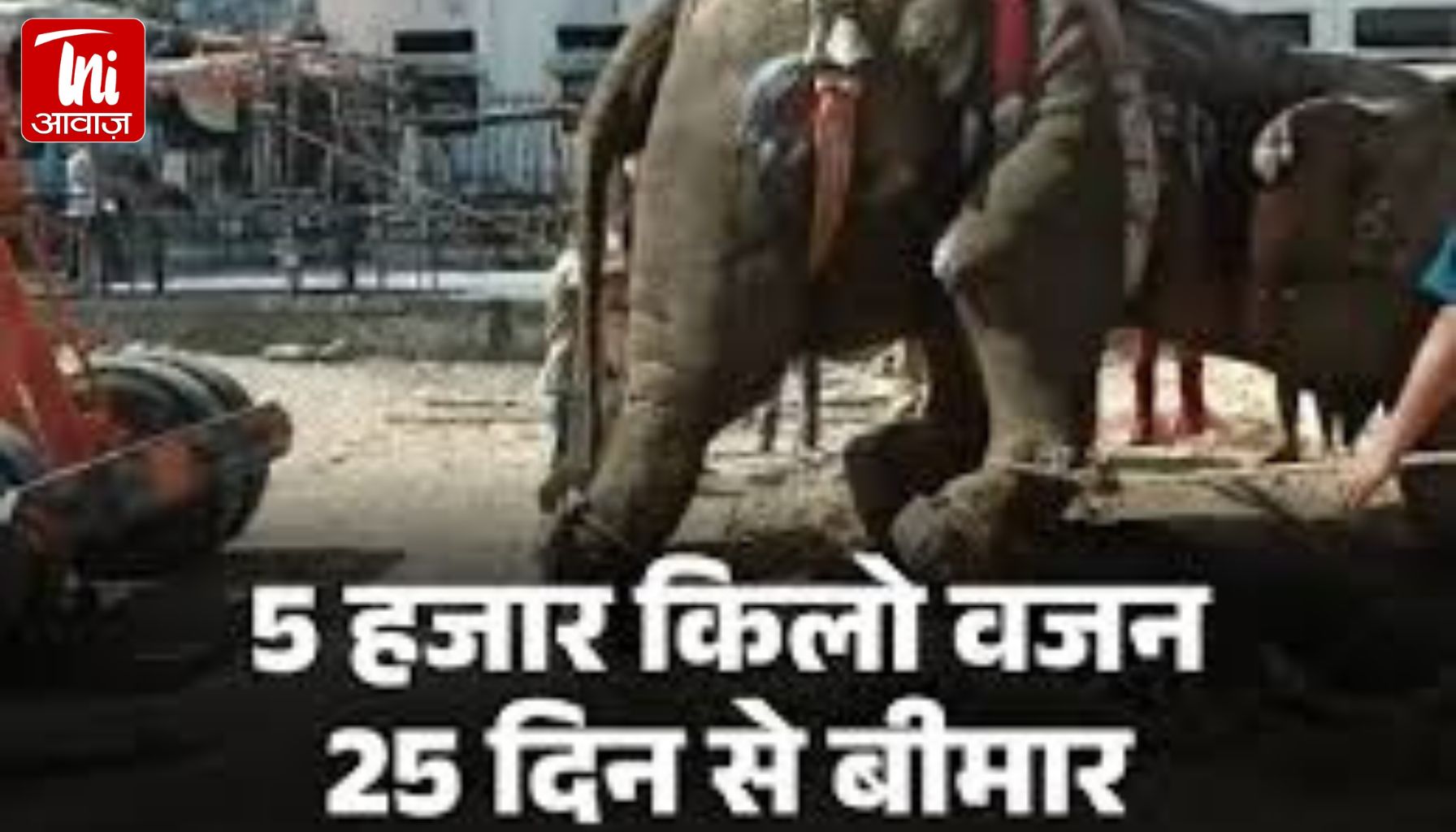 उदयपुर की बीमार हथिनी को क्रेन से दिलवाई जा रही करवट: इलाज के लिए अंबानी के वनतारा से पहुंचे विशेषज्ञ डॉक्टर