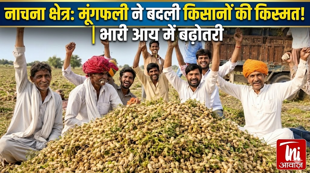 नाचना क्षेत्र में मूंगफली की खेती बनी किसानों की किस्मत बदलने वाली फसल, आय में बढ़ोतरी