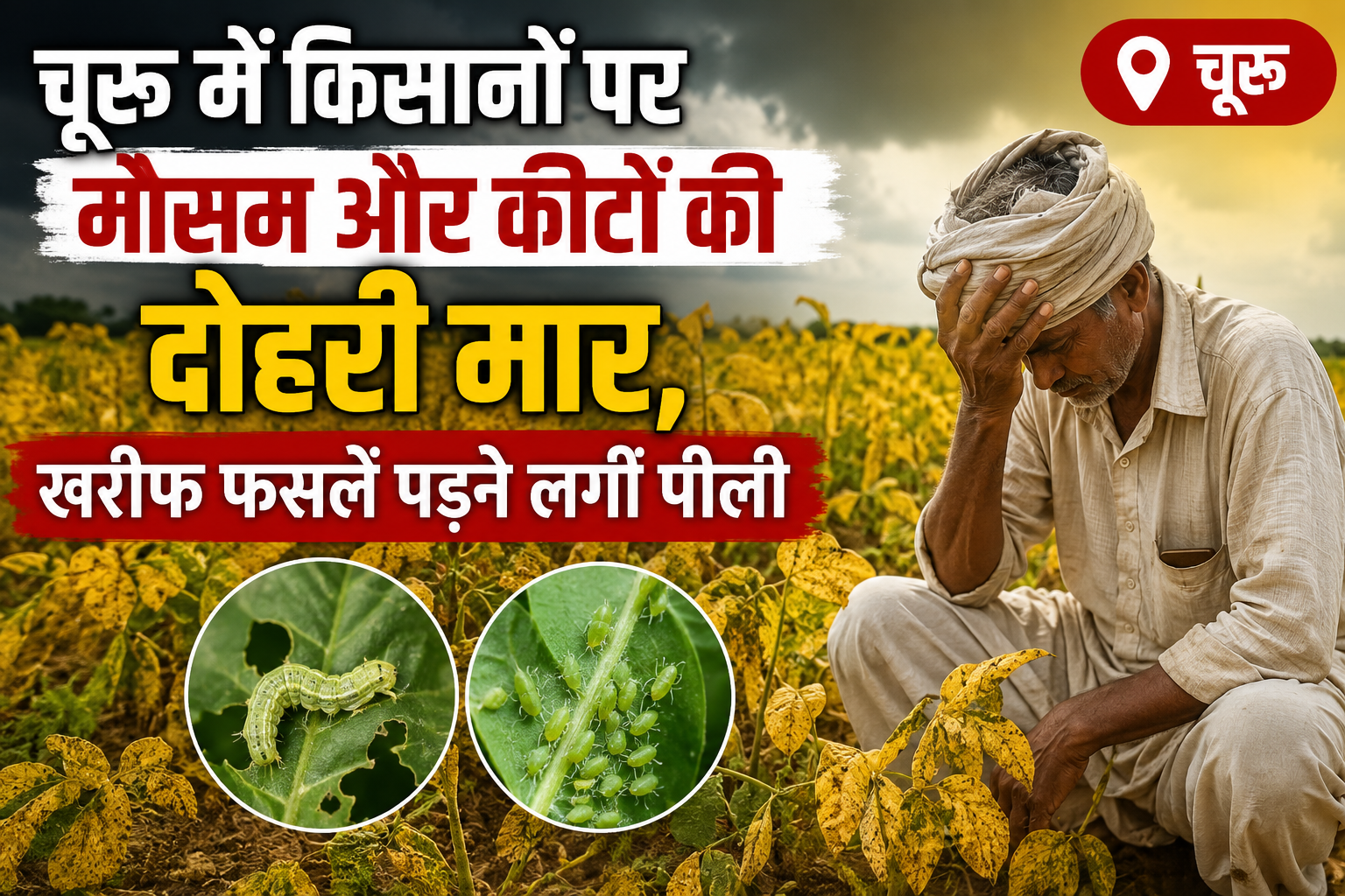 चूरू में किसानों पर मौसम और कीटों की दोहरी मार, खरीफ फसलें पड़ने लगीं पीली