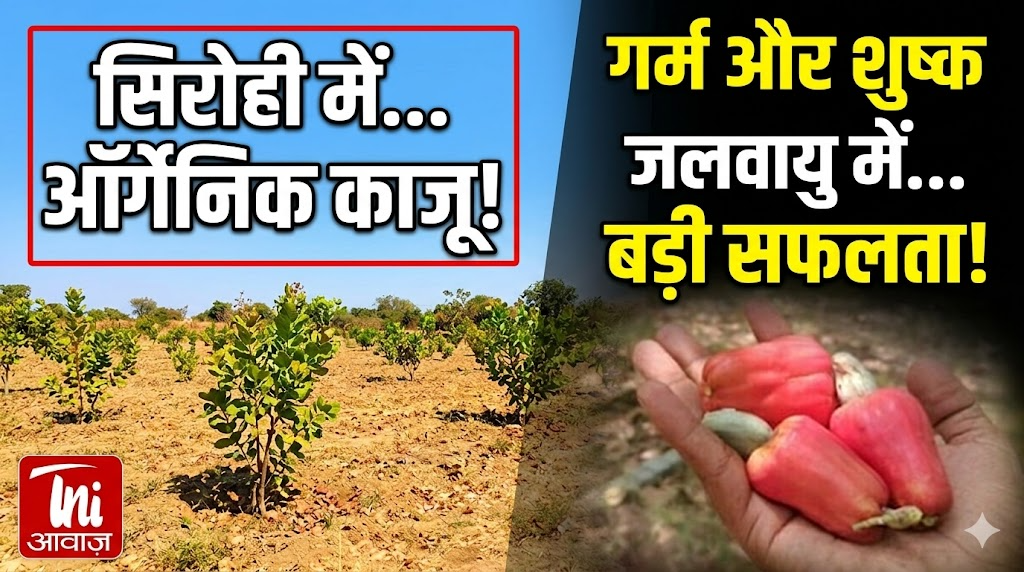 सिरोही में ऑर्गेनिक काजू खेती का अनूठा प्रयोग, गर्म और शुष्क जलवायु में सफलता