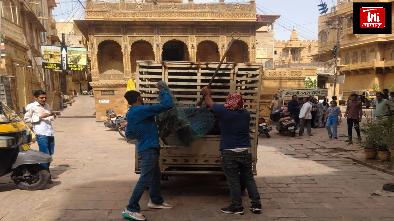 जैसलमेर में आवारा श्वानों का बढ़ता आतंक, डॉग बाइट के मामले हुए चिंताजनक