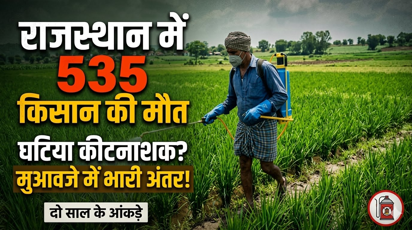 राजस्थान में दो साल में 535 किसानों की मौत, मुआवजे में भारी अंतर और घटिया कीटनाशक