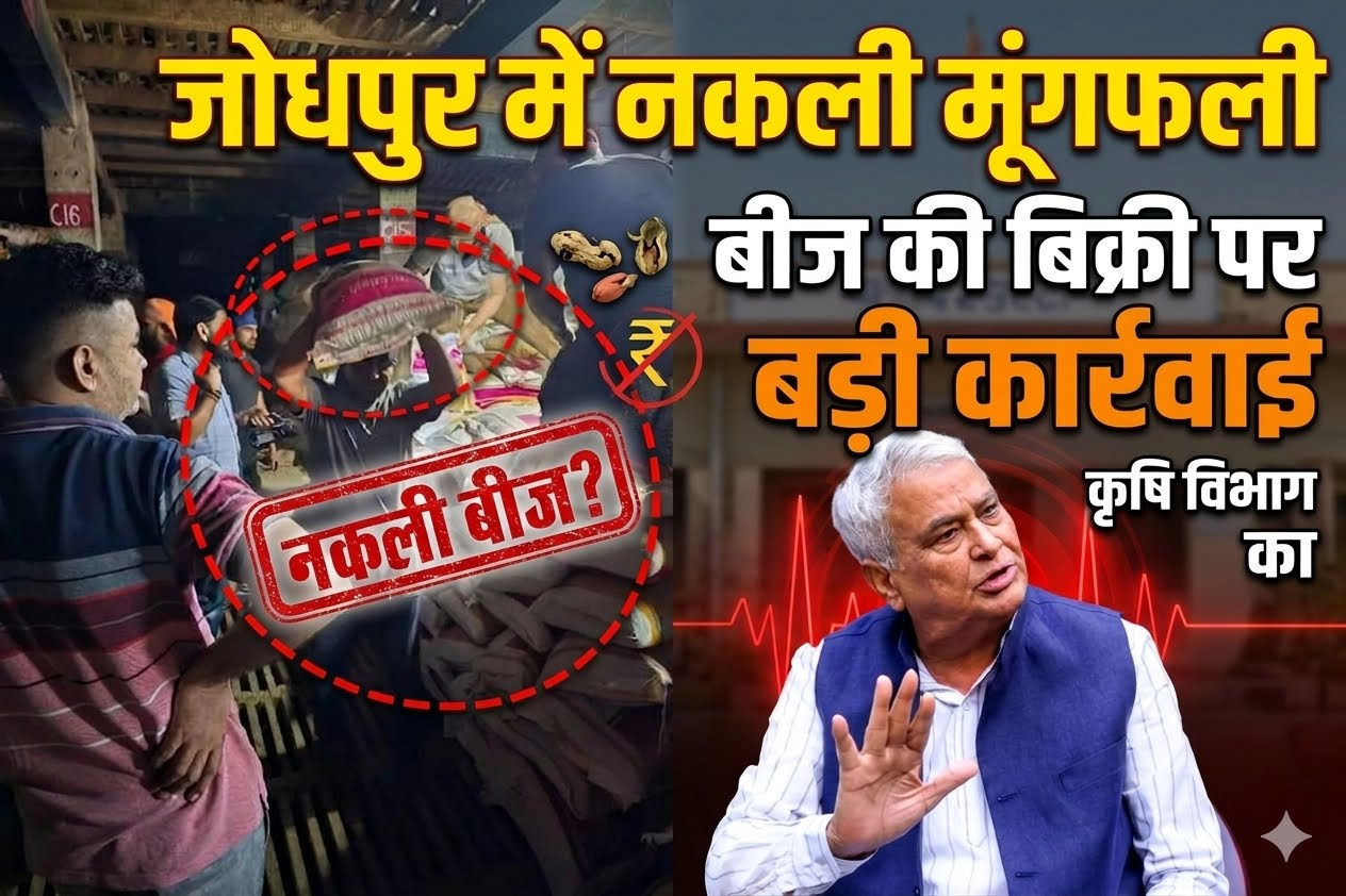 जोधपुर में नकली मूंगफली बीज की बिक्री पर कृषि विभाग की बड़ी कार्रवाई