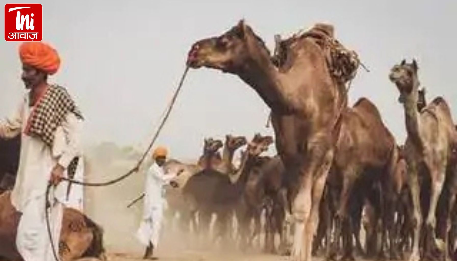 राजस्थान का ‘रेगिस्तान का जहाज’ संकट में: हाईकोर्ट बोला- कानून बना, लेकिन ऊंटों की संख्या आधी रह गई
