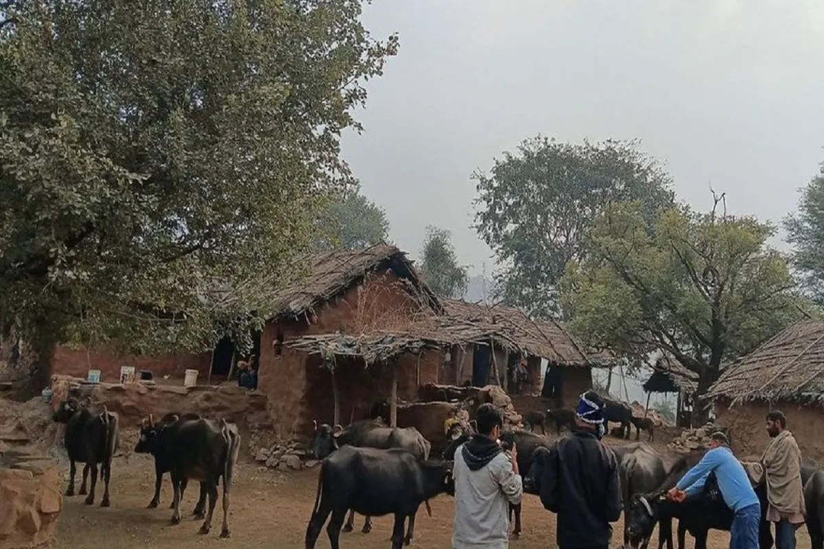 सरिस्का टाइगर रिजर्व विस्थापन मामला: गांवों की शिफ्टिंग प्रक्रिया फिर हुई धीमी